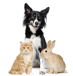 Cinque Ports Vets Logo